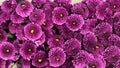 A close up photo of a bunch of dark pink chrysanthemum flowers with yellow centers and white tips on their petals. Chrysanthemum Royalty Free Stock Photo