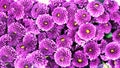 A close up photo of a bunch of dark pink chrysanthemum flowers with yellow centers and white tips on their petals. Chrysanthemum Royalty Free Stock Photo