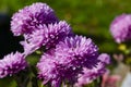 A close up photo of a bunch of dark pink chrysanthemum flowers with yellow centers and white tips on their petals. Royalty Free Stock Photo