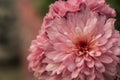 A close up photo of a bunch of dark pink chrysanthemum flowers with yellow centers and white tips on their petals. Chrysanthemum