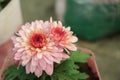 A close up photo of a bunch of dark pink chrysanthemum flowers with yellow centers and white tips on their petals. Chrysanthemum Royalty Free Stock Photo