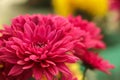 A close up photo of a bunch of dark pink chrysanthemum flowers with yellow centers and white tips on their petals. Chrysanthemum Royalty Free Stock Photo