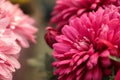 A close up photo of a bunch of dark pink chrysanthemum flowers with yellow centers and white tips on their petals. Chrysanthemum Royalty Free Stock Photo