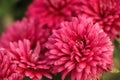 A close up photo of a bunch of dark pink chrysanthemum flowers with yellow centers and white tips on their petals. Chrysanthemum Royalty Free Stock Photo