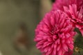 A close up photo of a bunch of dark pink chrysanthemum flowers with yellow centers and white tips on their petals. Chrysanthemum Royalty Free Stock Photo