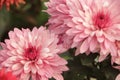 A close up photo of a bunch of dark pink chrysanthemum flowers with yellow centers and white tips on their petals. Chrysanthemum Royalty Free Stock Photo