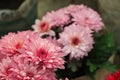 A close up photo of a bunch of dark pink chrysanthemum flowers with yellow centers and white tips on their petals. Chrysanthemum Royalty Free Stock Photo