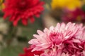 A close up photo of a bunch of dark pink chrysanthemum flowers with yellow centers and white tips on their petals. Chrysanthemum Royalty Free Stock Photo