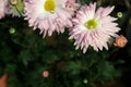 A close up photo of a bunch of dark pink chrysanthemum flowers with yellow centers and white tips on their petals. Chrysanthemum Royalty Free Stock Photo