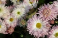 A close up photo of a bunch of dark pink chrysanthemum flowers with yellow centers and white tips on their petals. Chrysanthemum Royalty Free Stock Photo