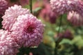 A close up photo of a bunch of dark pink chrysanthemum flowers with yellow centers and white tips on their petals. Chrysanthemum Royalty Free Stock Photo