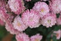 A close up photo of a bunch of dark pink chrysanthemum flowers with yellow centers and white tips on their petals. Chrysanthemum Royalty Free Stock Photo