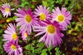 A close up photo of a bunch of dark pink chrysanthemum flowers with yellow centers and white tips on their petals Royalty Free Stock Photo