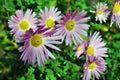 A close up photo of a bunch of dark pink chrysanthemum flowers with yellow centers and white tips on their petals Royalty Free Stock Photo