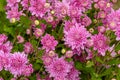 A close up photo of a bunch of pink chrysanthemum flowers Royalty Free Stock Photo