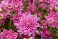 A close up photo of a bunch of pink chrysanthemum flowers Royalty Free Stock Photo