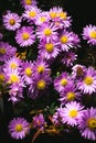 A close up photo of a bunch of pink chrysanthemum flowers with yellow centers Royalty Free Stock Photo