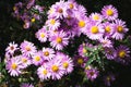 A close up photo of a bunch of pink chrysanthemum flowers with yellow centers Royalty Free Stock Photo