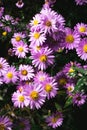 A close up photo of a bunch of pink chrysanthemum flowers with yellow centers Royalty Free Stock Photo