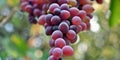 Close up photo of a bunch of red grapes taken from below, autumn fruit Royalty Free Stock Photo