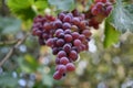 Close up photo of a bunch of red grapes taken from below