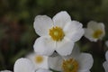 a bunch of Snowdrop anemone flowers