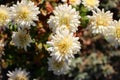 A close up photo of a bunch of white chrysanthemum flowers Royalty Free Stock Photo