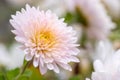 Close up photo of a bunch of white chrysanthemum flowers with yellow centers and white tips on their petals Royalty Free Stock Photo