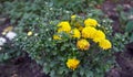 A close up photo of a bunch of yellow chrysanthemum flowers with dark centers Royalty Free Stock Photo