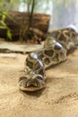 Close-up photo of burmese python