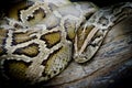 Close-up photo of burmese python (Python molurus bivittatus) iso