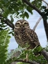 Close-up photo of a Burrowing CarijÃ³ Owl at dawn. Royalty Free Stock Photo