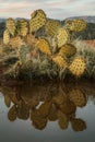 Close up photo of cactus bush with reflection on small natural pool in drought ridden desert landscape at sunset in Sedona Arizona Royalty Free Stock Photo