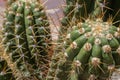 Close-up photo of cactus with long sharp needles.