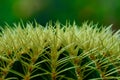 A close-up photo of a cactus plant Cactaceae family. Selective focus, fine details of the leafless, spiny stem.