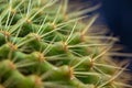 Close-up photo of cactus plant thorns, cactus plant background image. Royalty Free Stock Photo