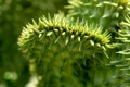 Close-up photo of cactus plant thorns, cactus plant background image. Royalty Free Stock Photo