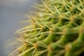 Close-up photo of cactus plant thorns, cactus plant background image. Royalty Free Stock Photo