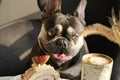 Close up photo of a cake and a dog in the background