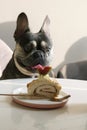 Close up photo of a cake and a dog in the background