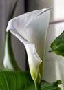 close-up photo of calla flower close-up, graceful white calla Royalty Free Stock Photo