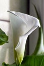 close-up photo of calla flower close-up, graceful white calla Royalty Free Stock Photo