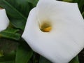 Close up photo of Calla lily aethiopica white giant flower Royalty Free Stock Photo