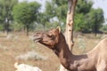 Close up photo of camel neck Royalty Free Stock Photo