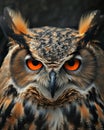 Close-Up of Owl With Orange Eyes Royalty Free Stock Photo