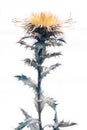 Close-up photo of Carline thistle Carlina vulgaris isolated on white background Royalty Free Stock Photo