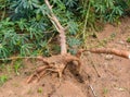 Close up photo of Cassava tuber