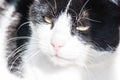 A close-up photo of a cat. the cat is black and white in color. a mature cat. mustache, nose and muzzle of a cat. Royalty Free Stock Photo