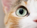 Close-up photo of cat eye. Cute domestic cat Royalty Free Stock Photo