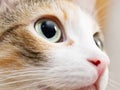 Close-up photo of cat eye. Cute domestic cat Royalty Free Stock Photo